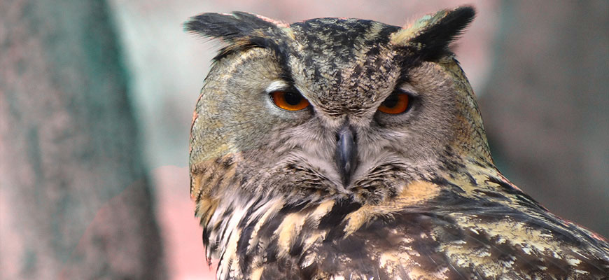 Wisdom of the elements - Let's learn something new